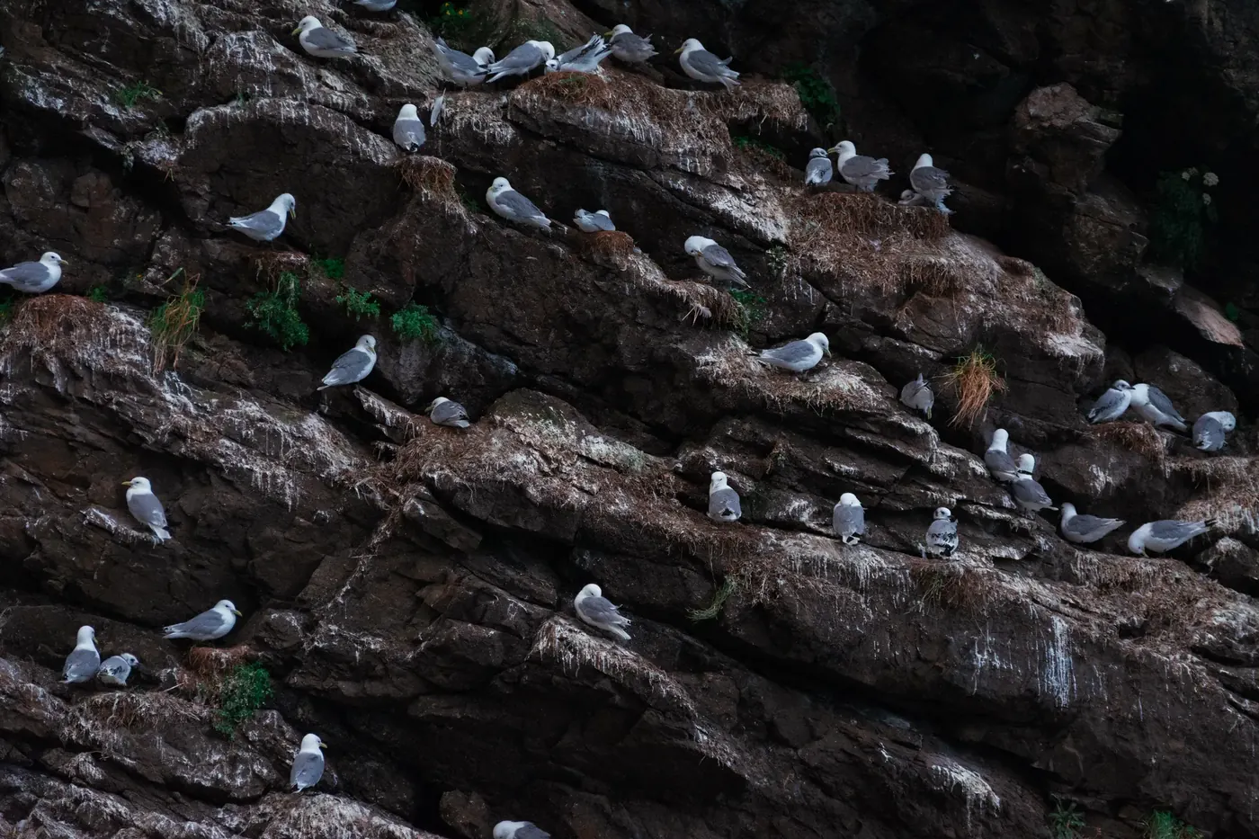 A gathering of seabirds on dark coastal rocks