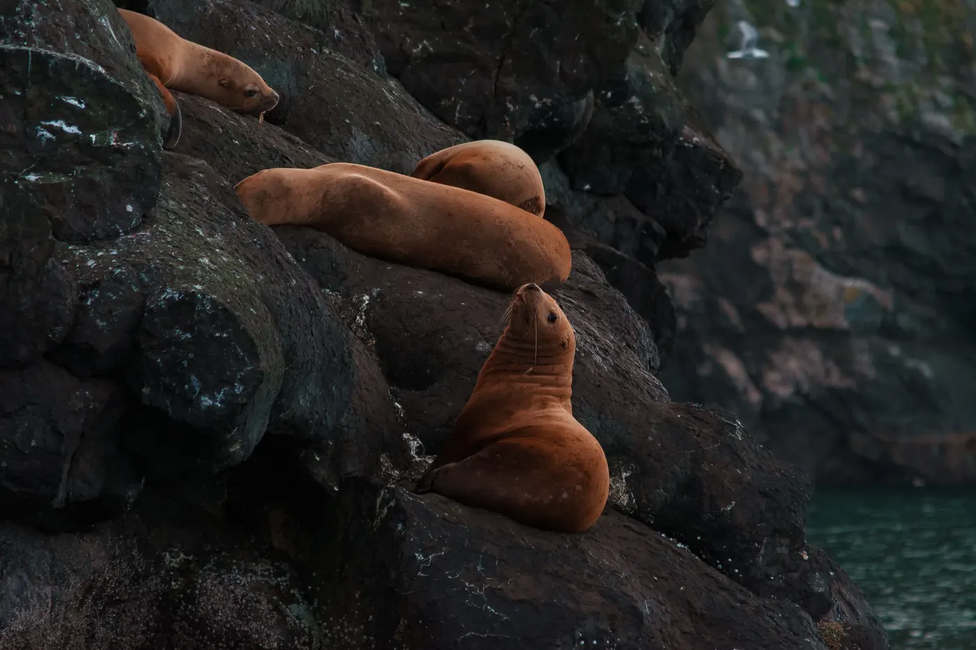 Sea lions resting together on coastal rock