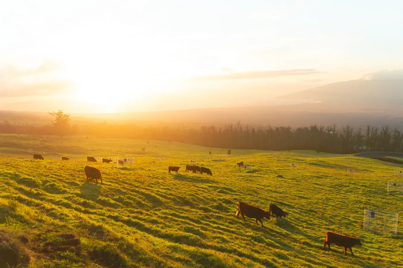 Cattle crossing a field in low golden light
