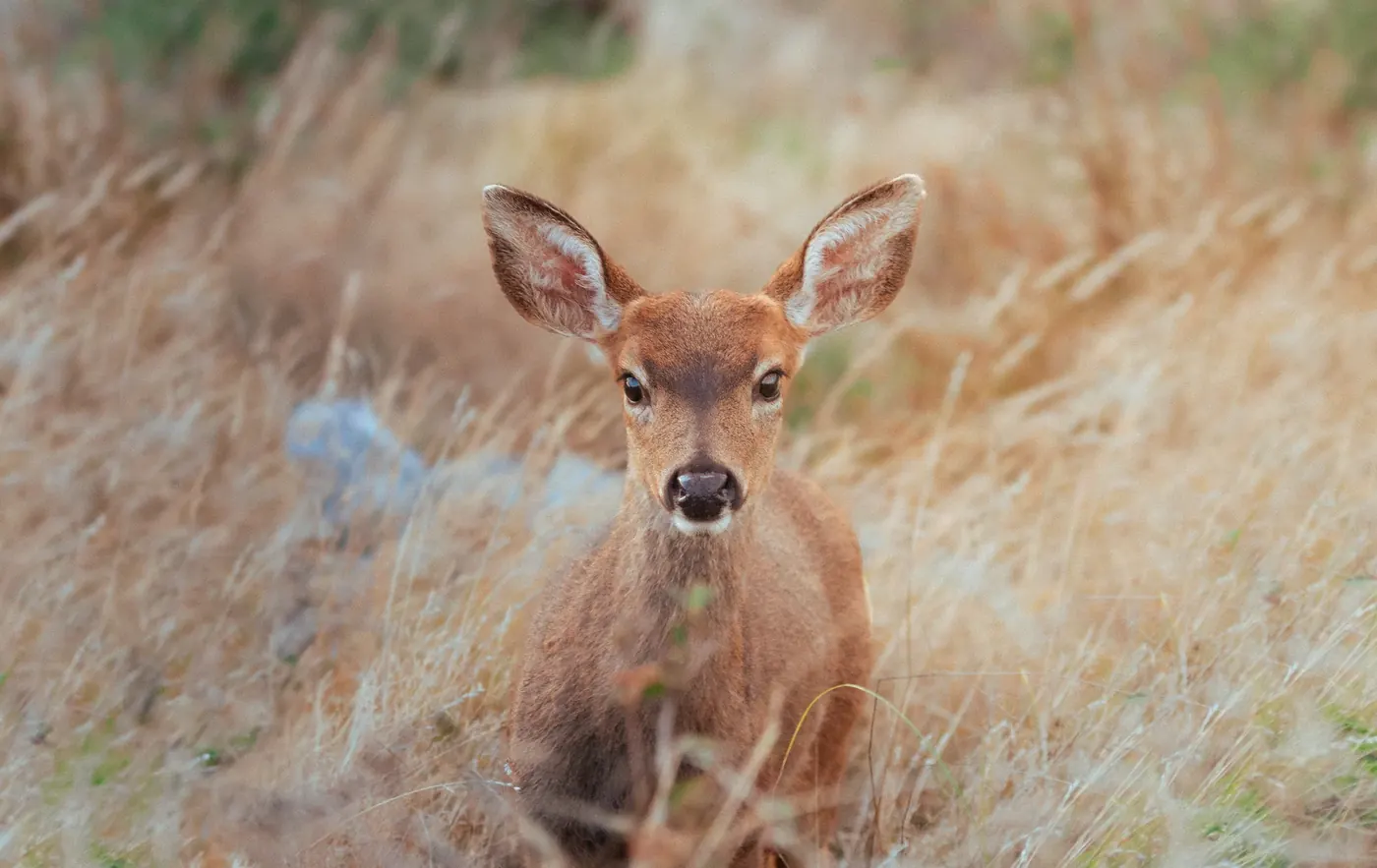 A young deer looking directly through pale grass