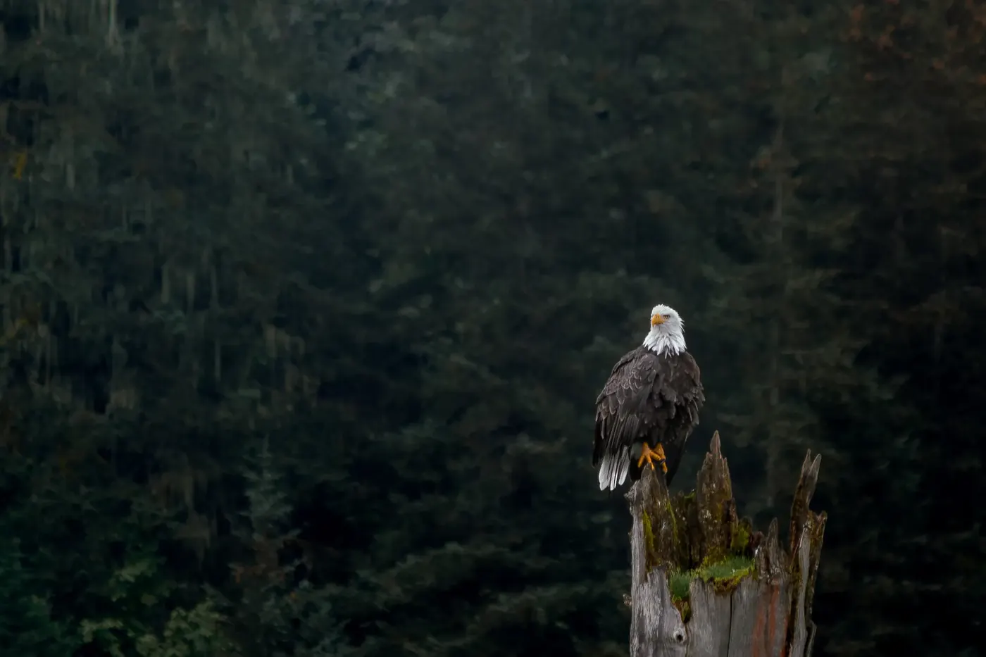 A bald eagle perched against a dark forest