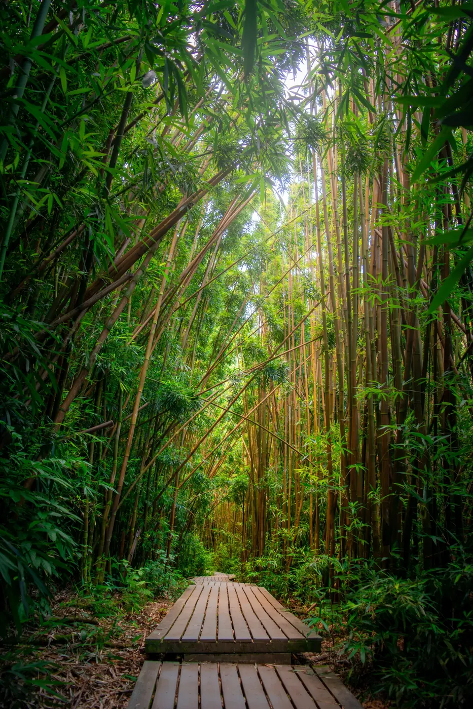 A path through dense sunlit bamboo
