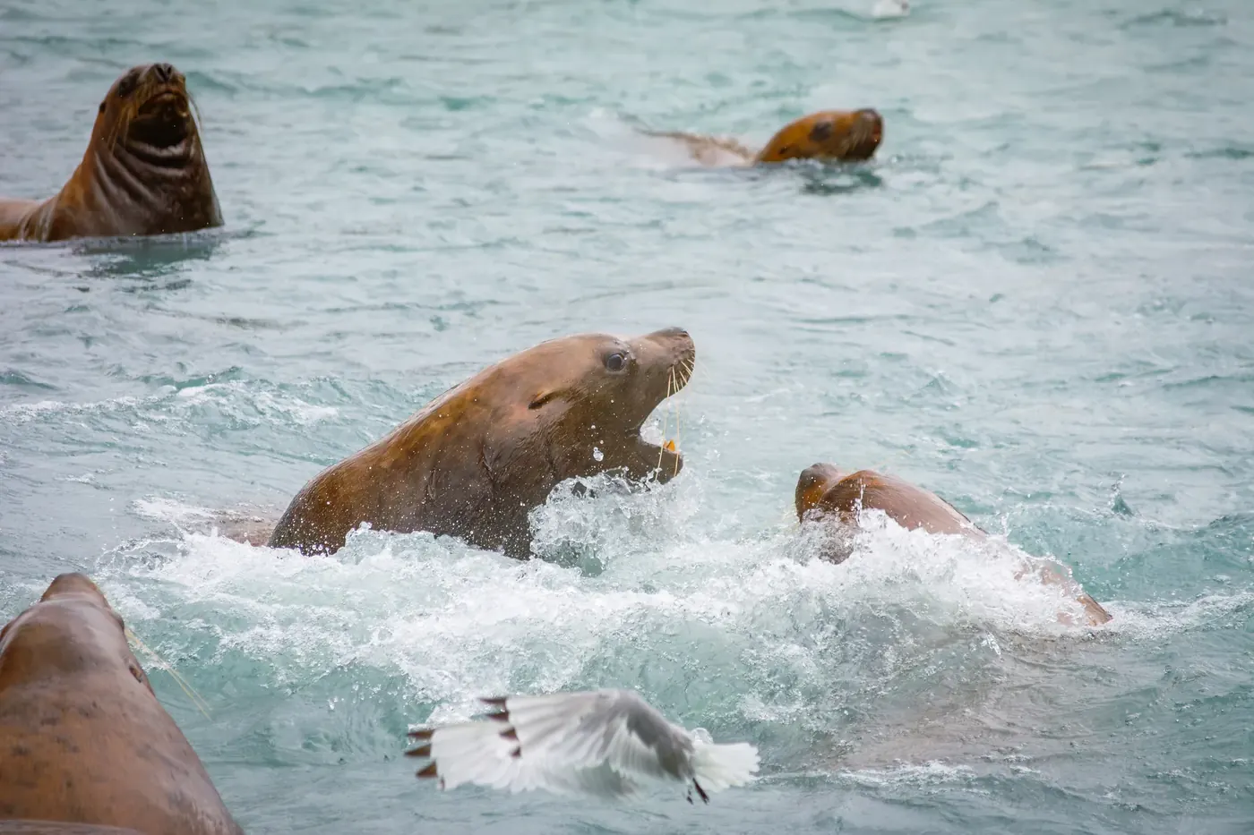 Sea lions surging through pale blue water as a gull passes in front
