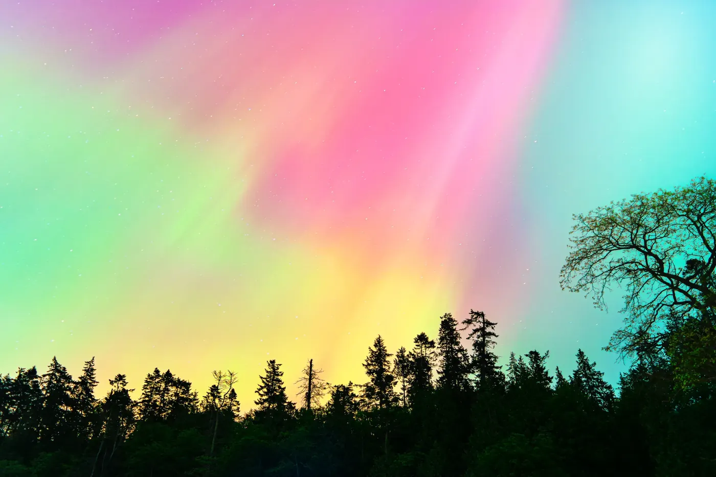 Pink and green aurora above silhouetted trees