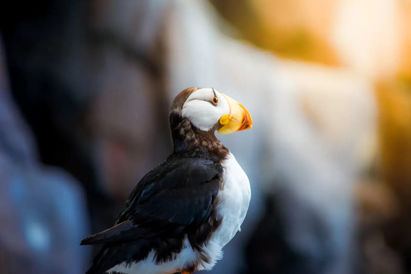 A puffin in profile against a softly blurred background