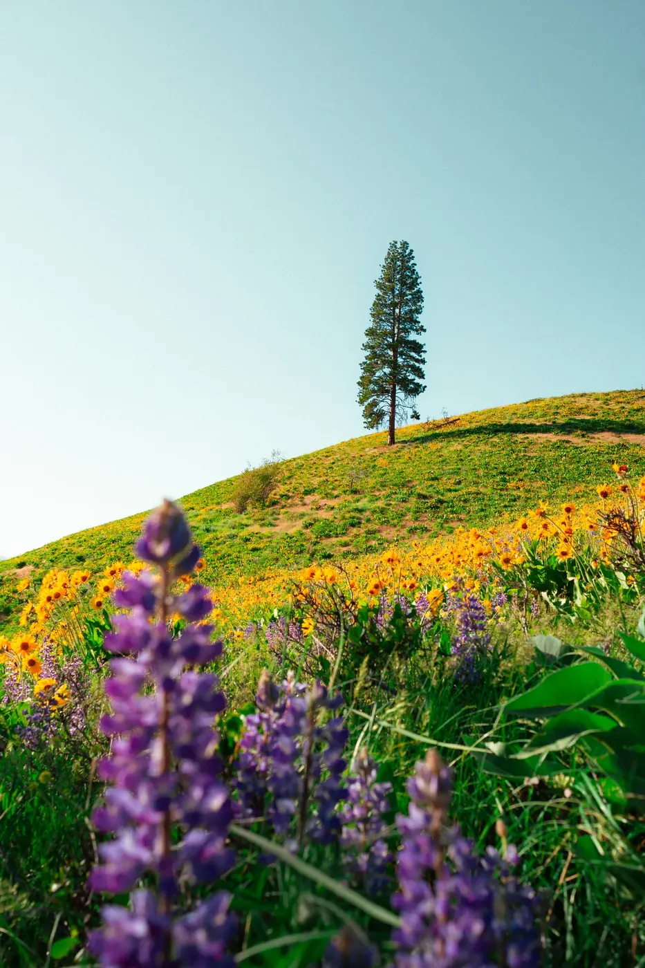 A lone tree on a bright wildflower hillside