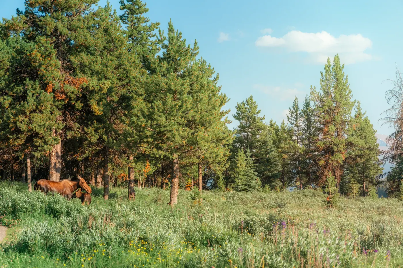 Sunlit pines at the edge of an open meadow