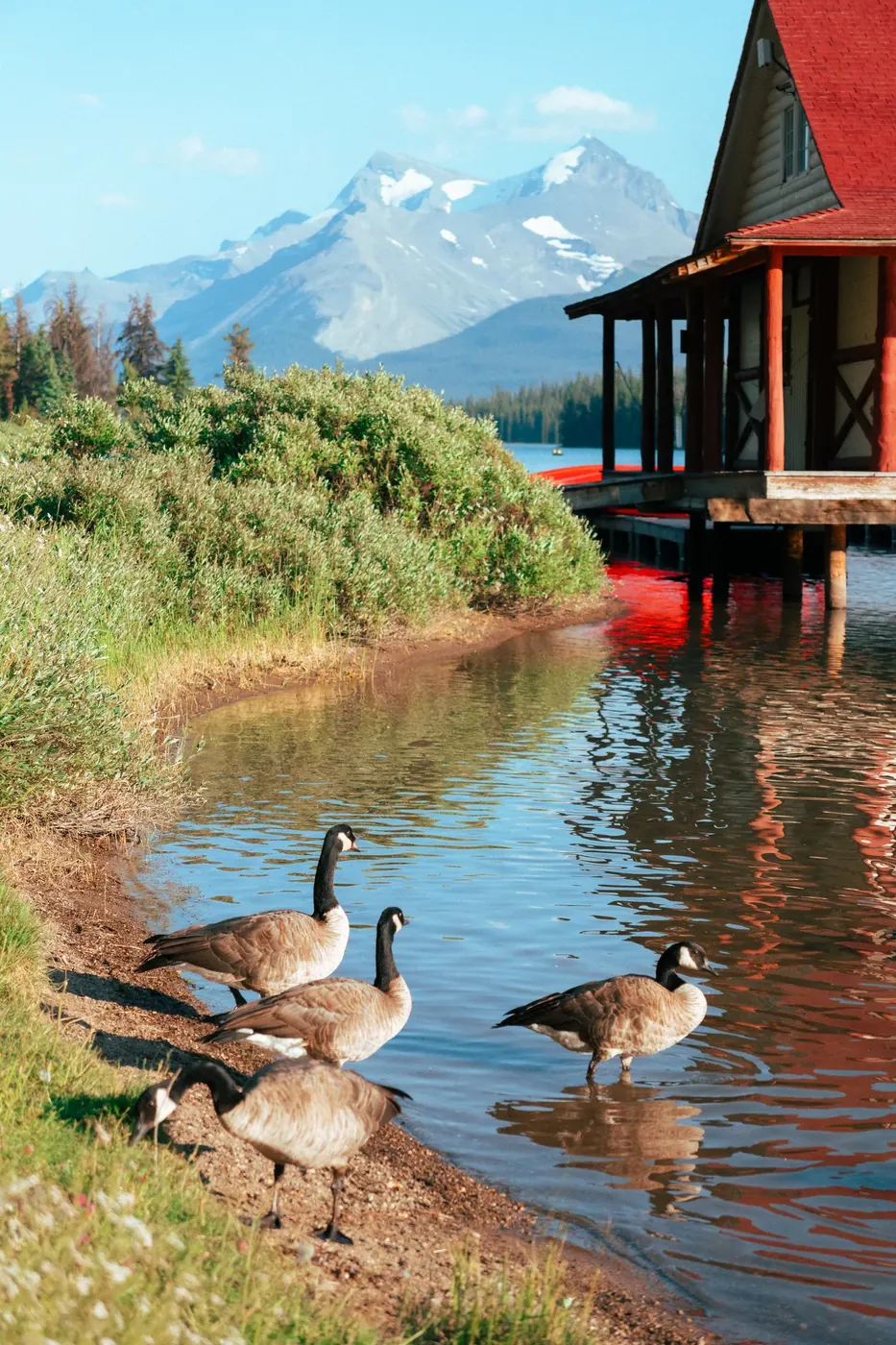 A goose reflected in water beneath a red structure