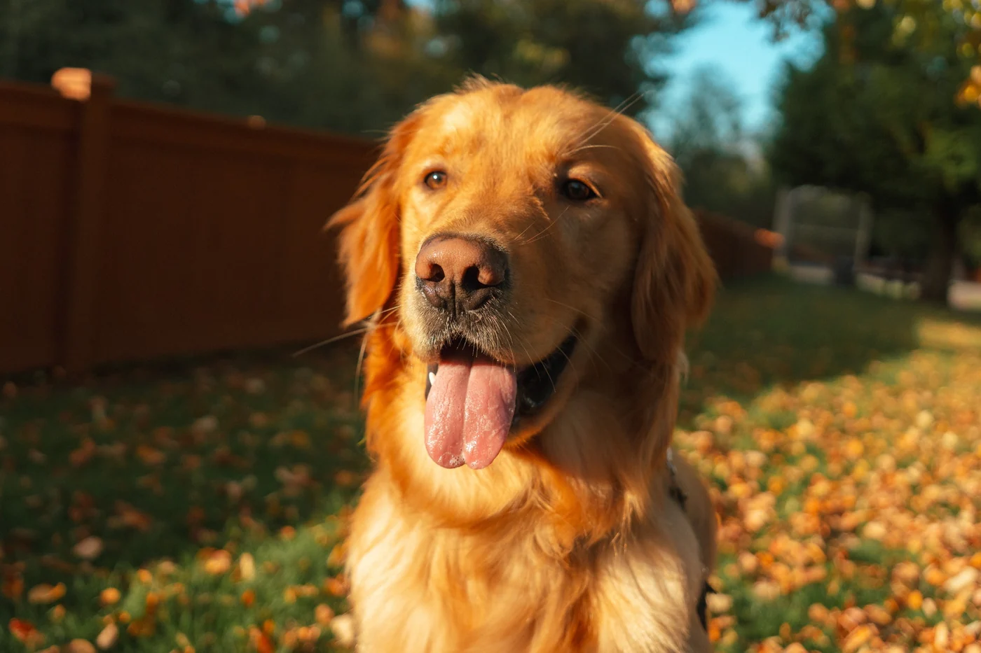 A golden retriever in warm sunlight with fallen leaves behind it