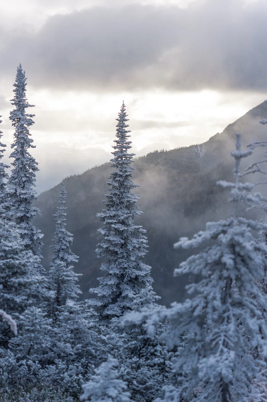 Snow-covered evergreen trees on a misty mountainside beneath gray clouds